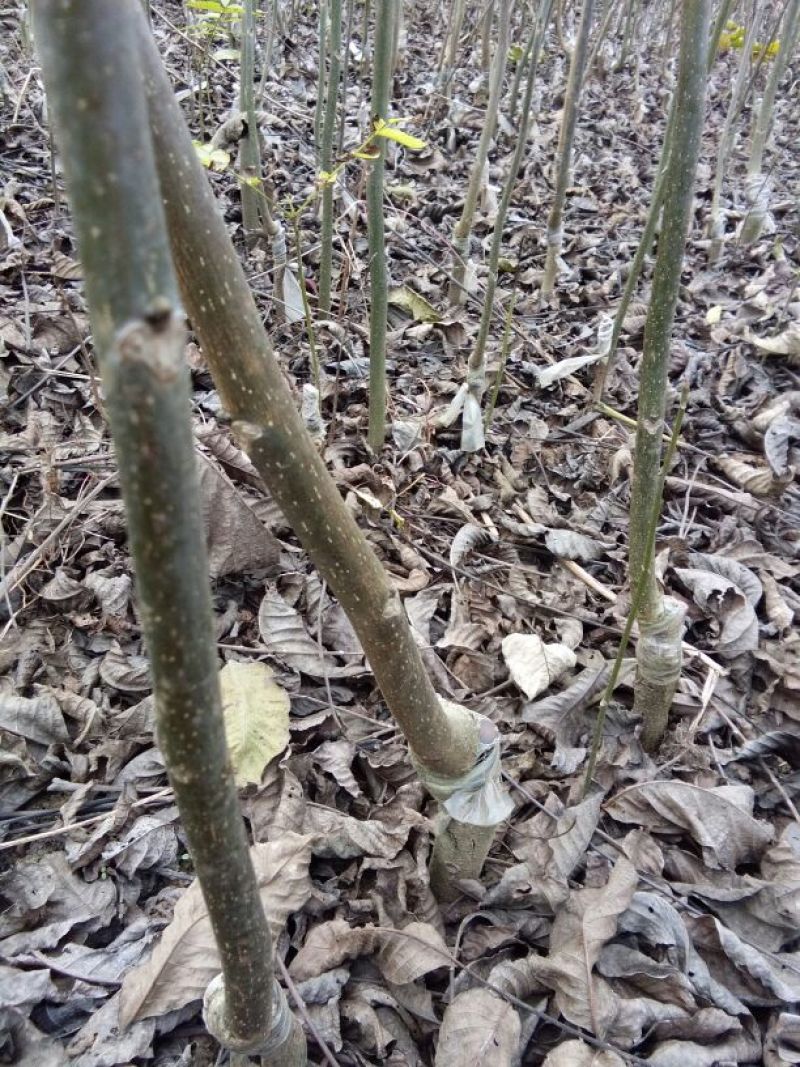 核桃苗一年苗50~100cm