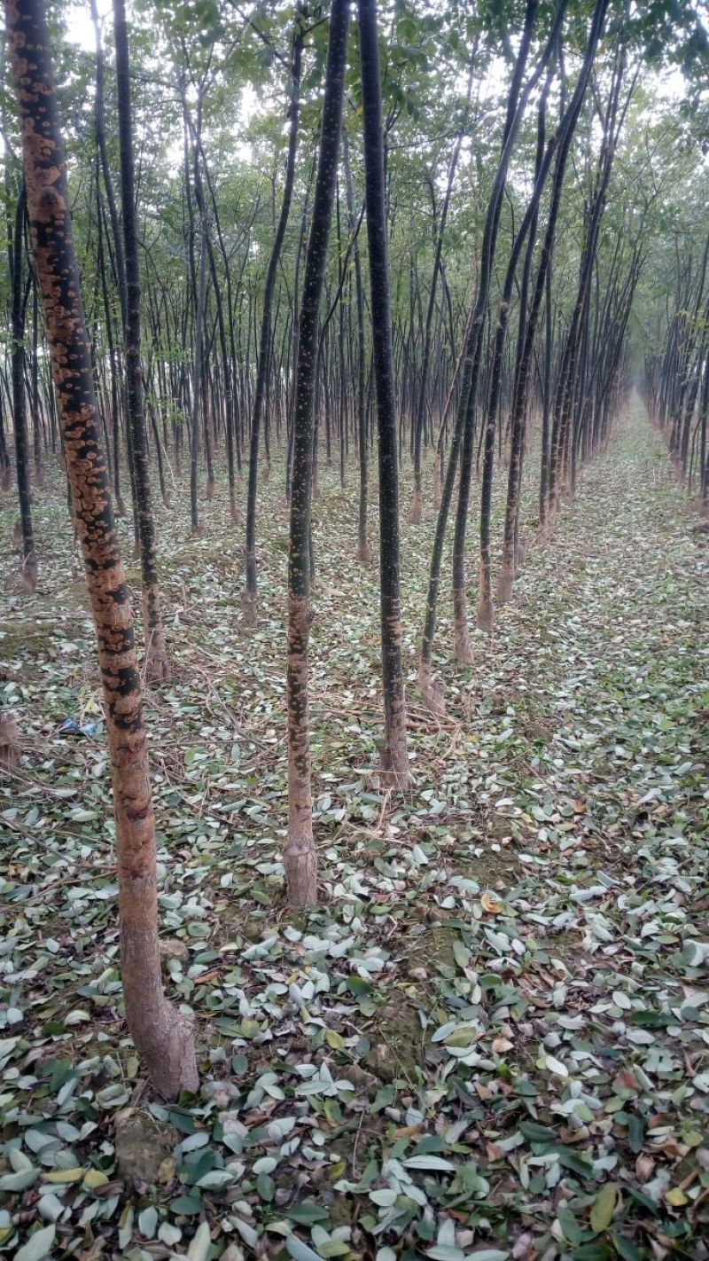 国槐4~6cm4~6cm1米以下