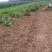 带壳花生鲜货带壳