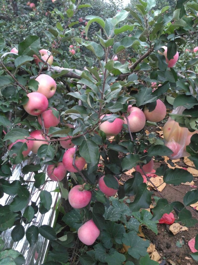 苹果65mm以上纸袋