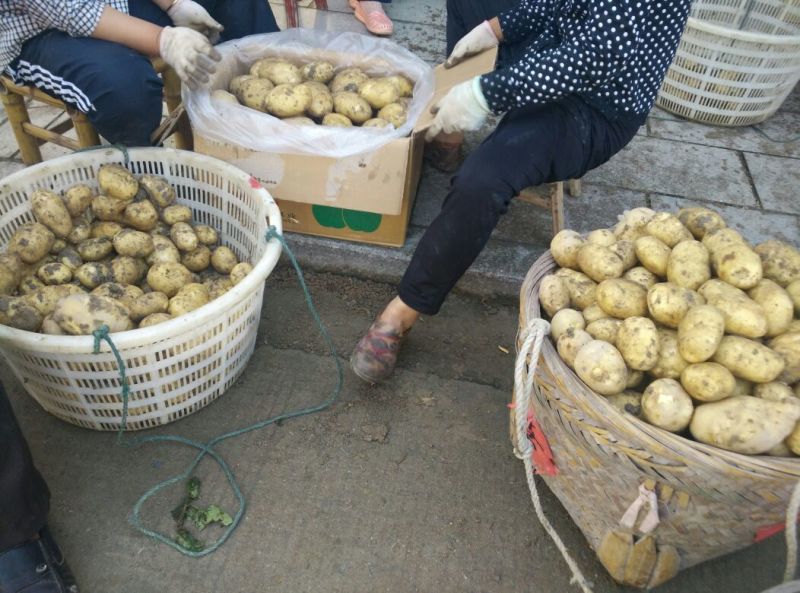 黄土地土豆🥔兴佳2号二两以上精品黄皮黄心欢迎