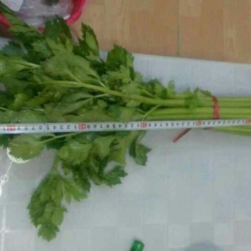西芹金乡县西芹质优价廉