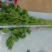 西芹金乡县西芹质优价廉