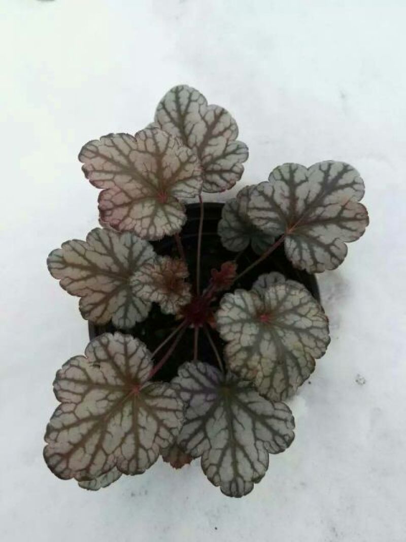 彩叶草