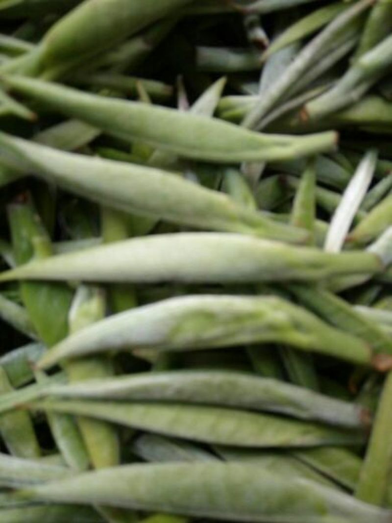 本山茶一级