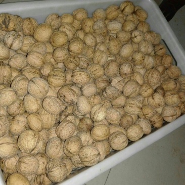 薄皮核桃去皮干
