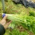 西芹60cm以上细颗量大有需要的老板联系我