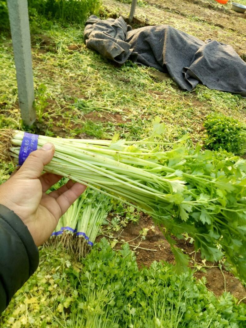 西芹60cm以上细颗量大有需要的老板联系我
