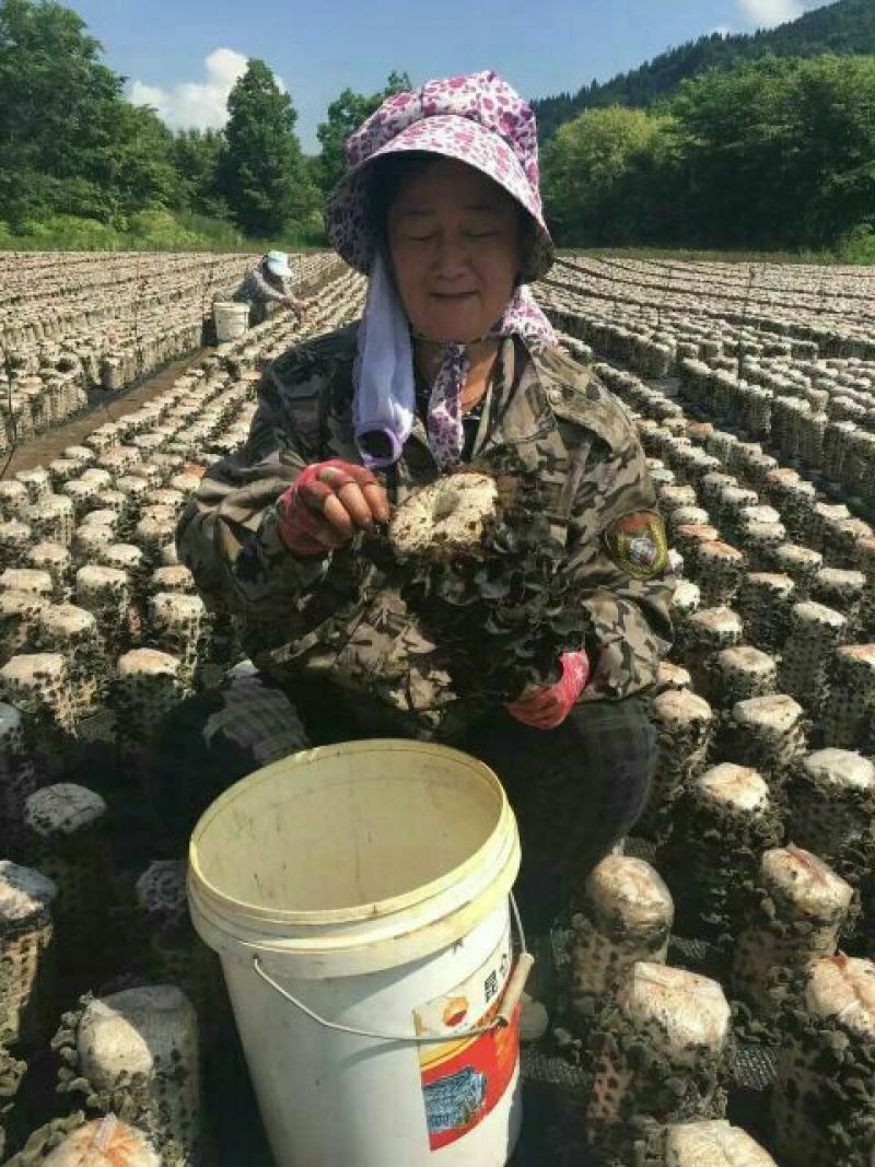 秋耳特级