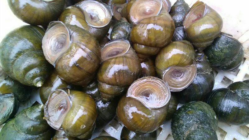 田螺食用鲜活中等厚壳，黑黄色