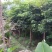 木棉12~14cm3.5~4m