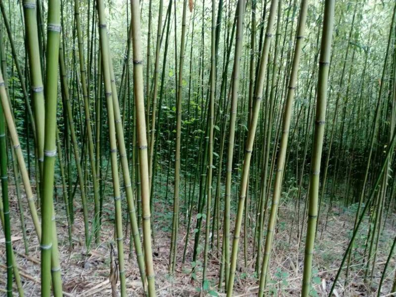 金竹7~8m