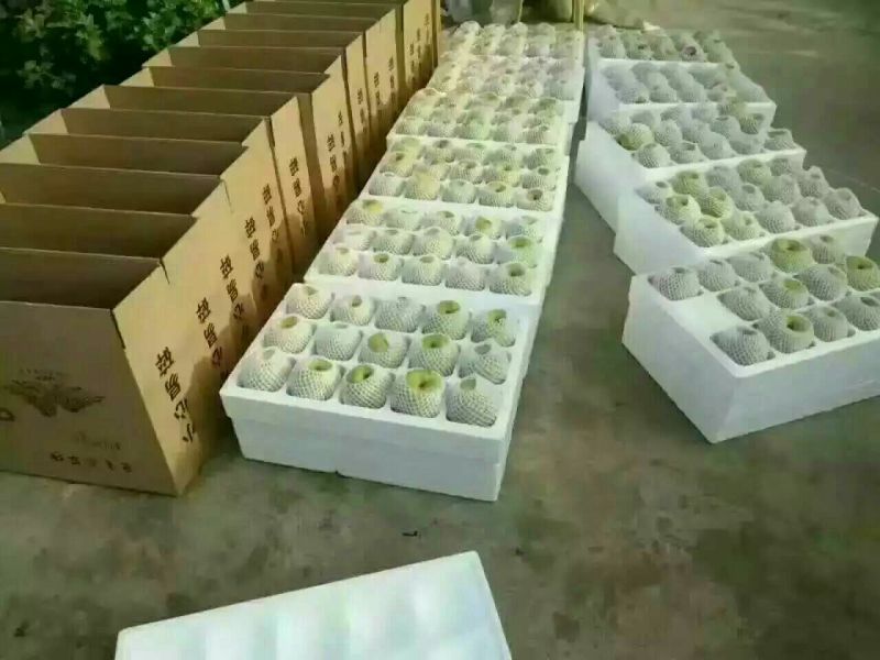 酥梨450~500g膜袋