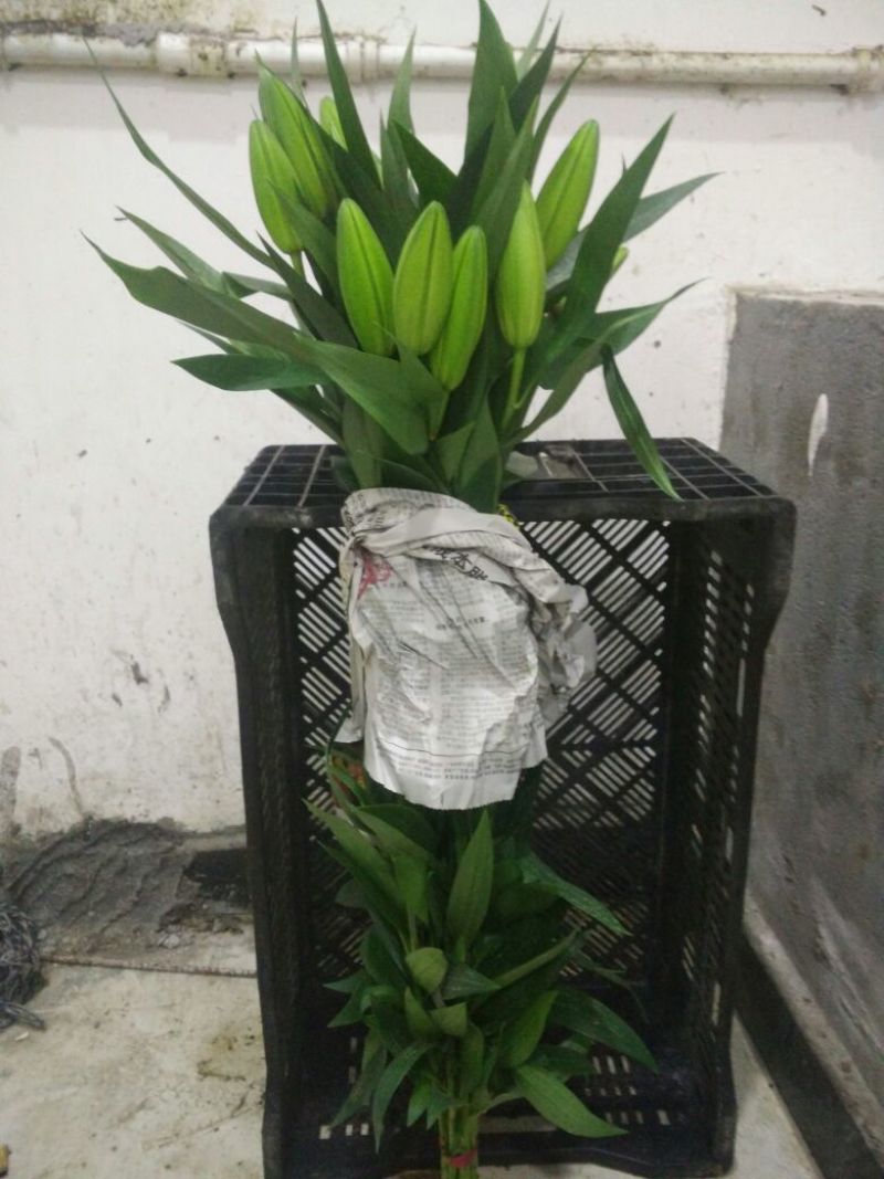 荷兰百合4以上