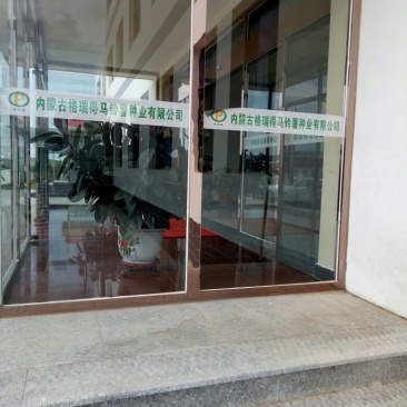 荷兰十五土豆种子一级种薯