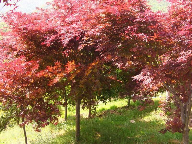 红枫苗，日本红枫红舞姬中国红枫庭院别墅道路绿化美国红四季