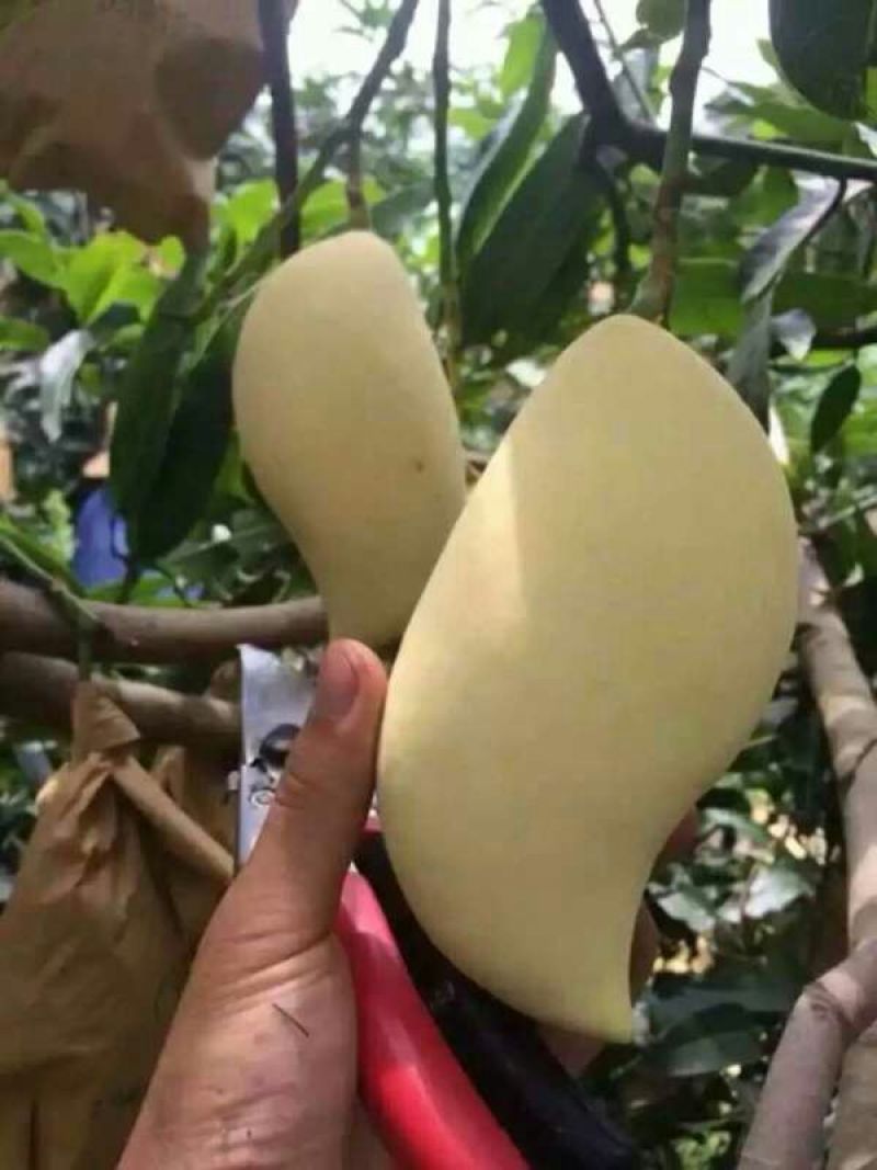 云南保山鹰嘴芒果