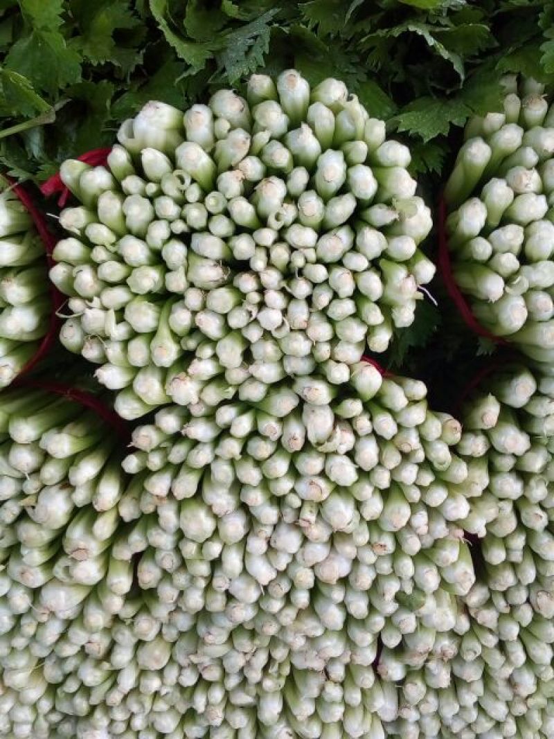 西芹55cm以上精品西芹