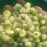 菊花茶