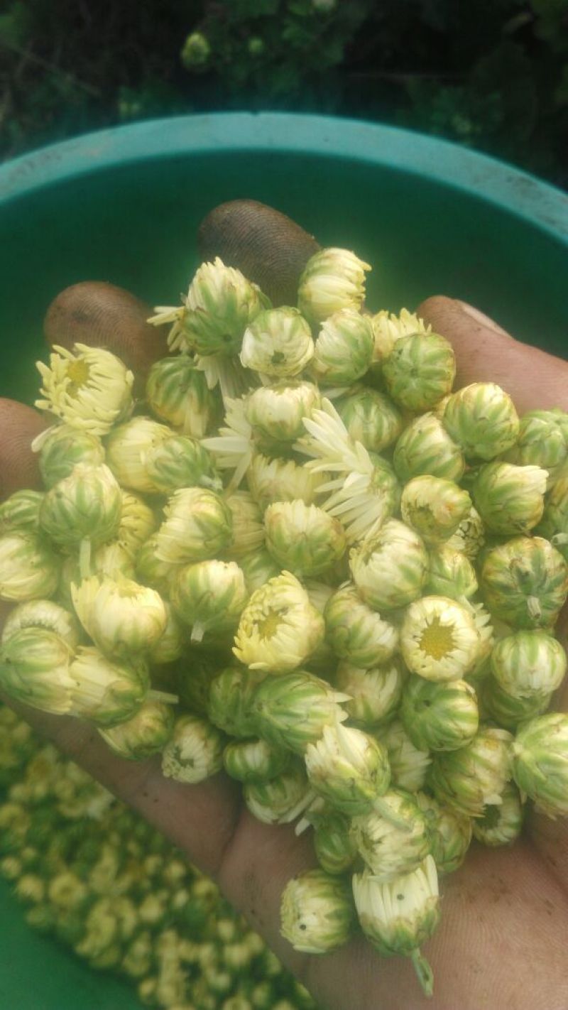 菊花茶