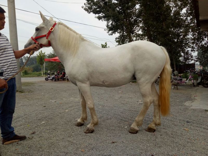 伊犁马300~400kg