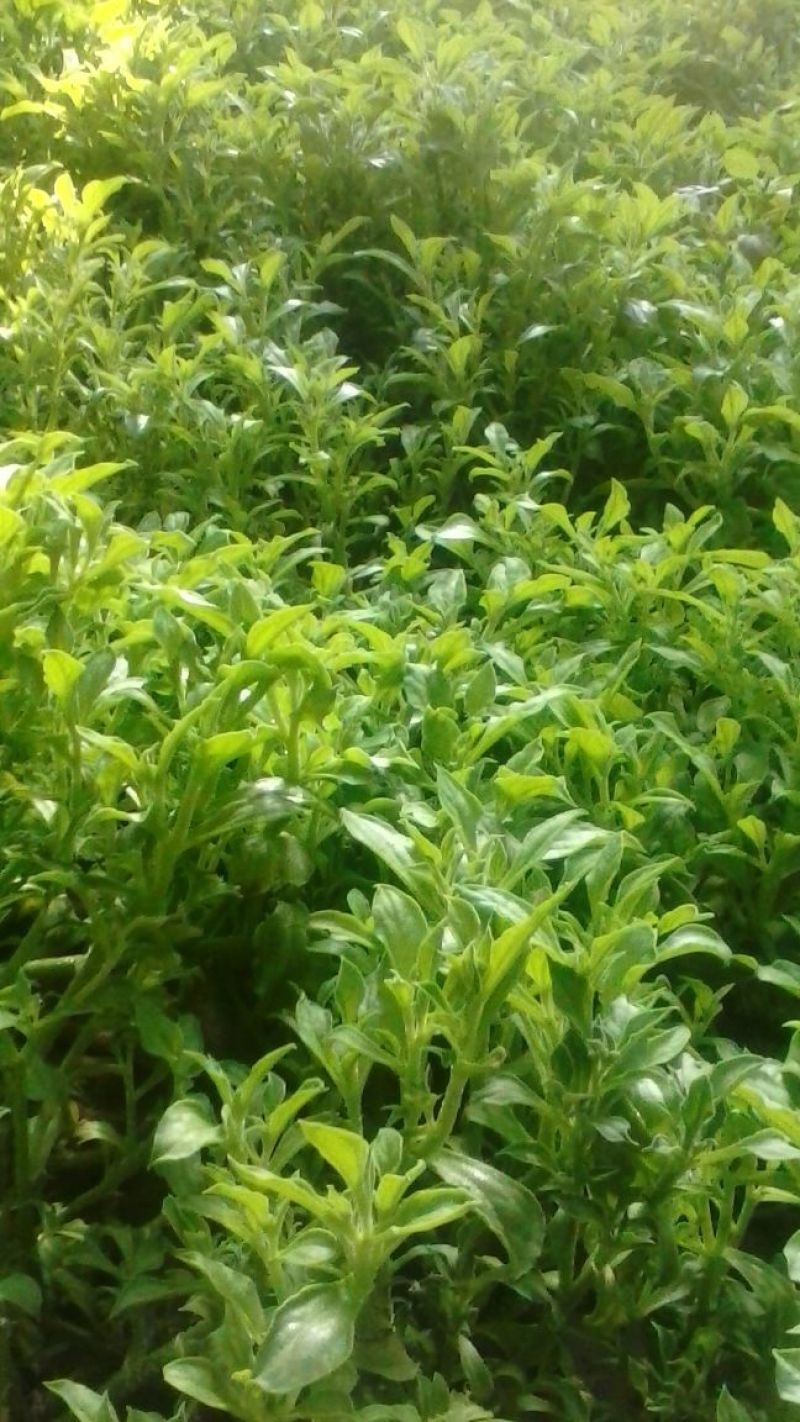 蔬菜基地常年种植专业精品，质量严格