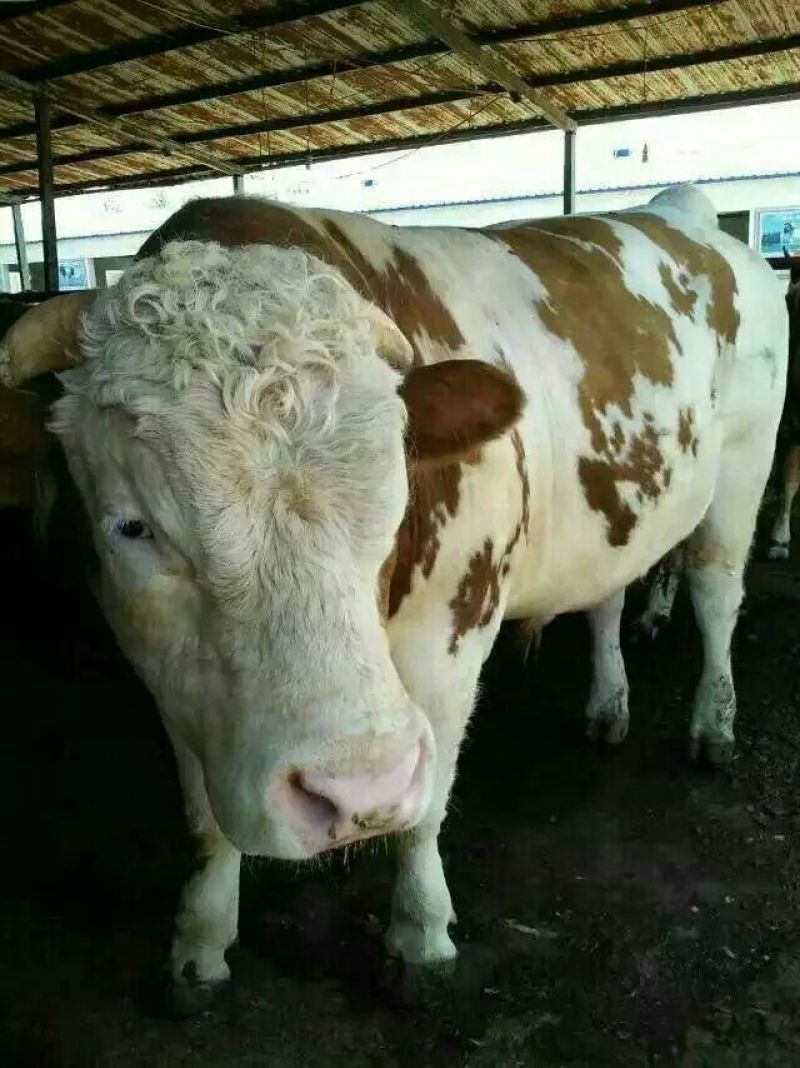 牛犊200~300kg