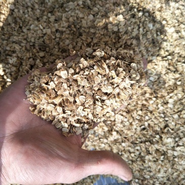 白芷种子白芷籽白芷种苗，药材籽，白芷
