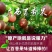 百香果紫果80~90g