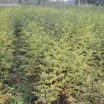 花椒苗1~2年