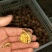 绵核桃30mm以上去皮干