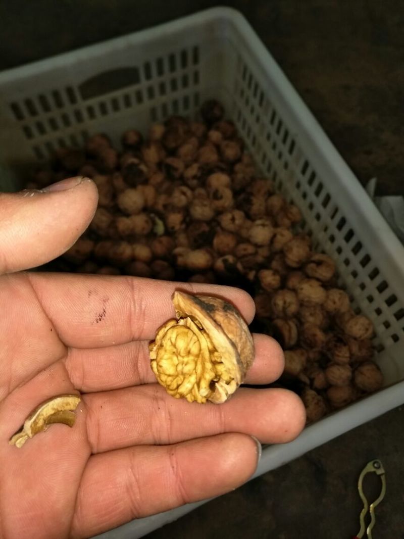 绵核桃30mm以上去皮干