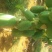 木瓜0.5~1斤