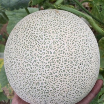 网纹瓜