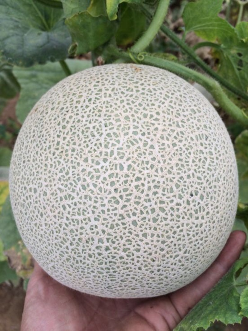 网纹瓜
