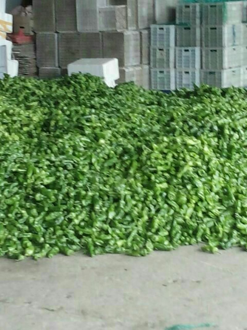薄皮椒10~15厘米微辣青