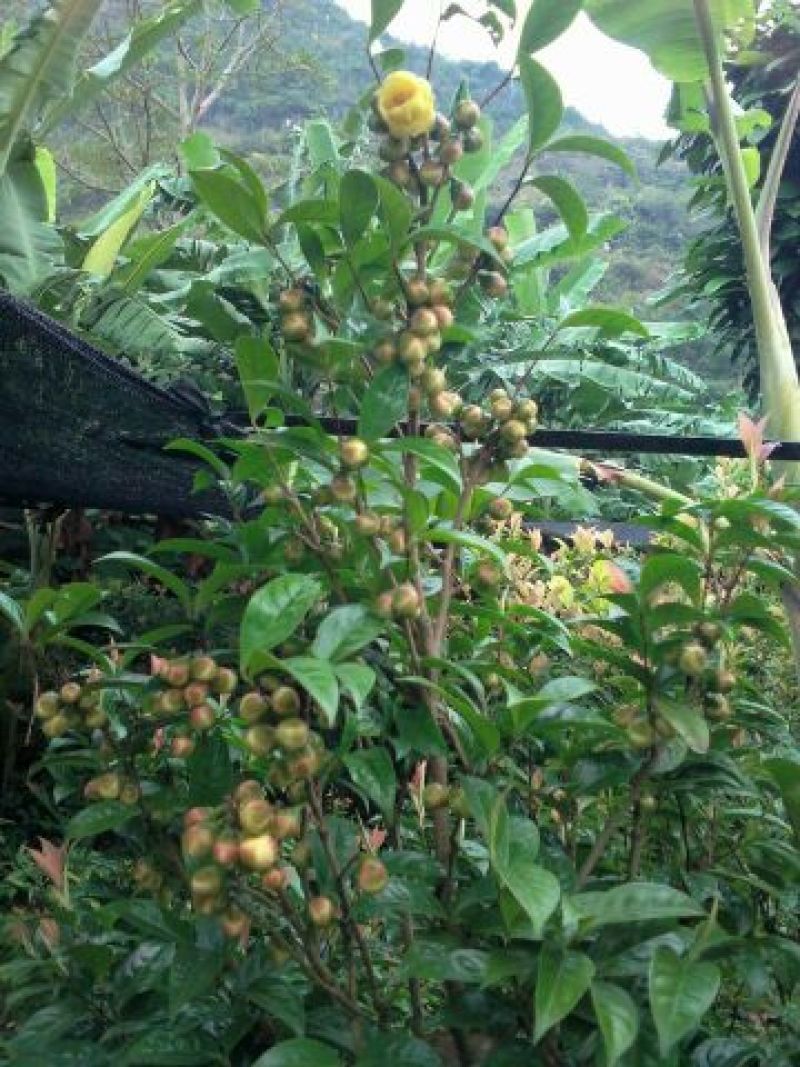 金花茶叶一级