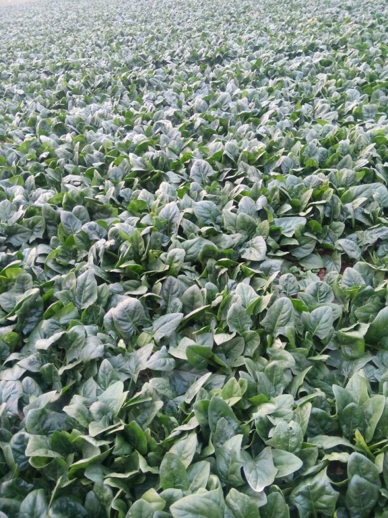 黑叶菠菜15~20厘米