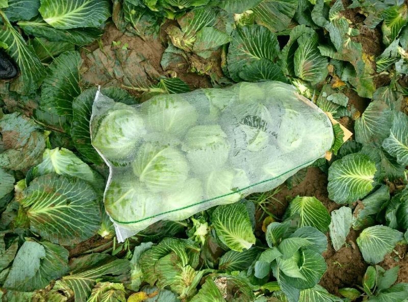 圆包菜