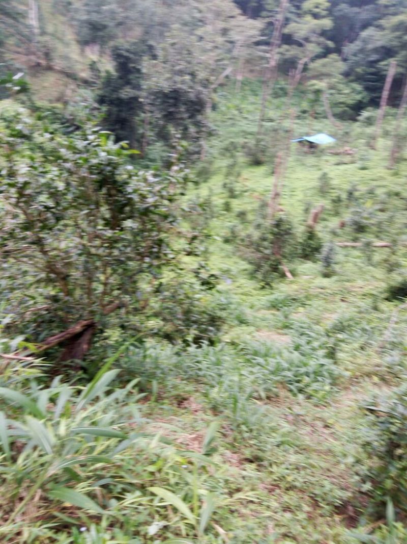 黑茶