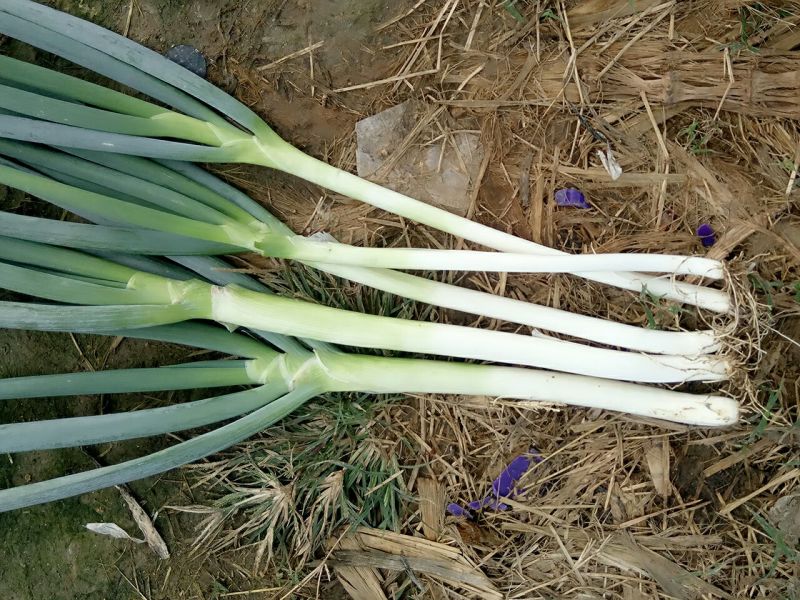 大葱35~40cm毛葱2cm左右