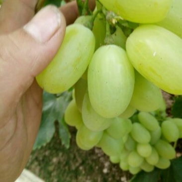 维多利亚葡萄1~2斤5%以下