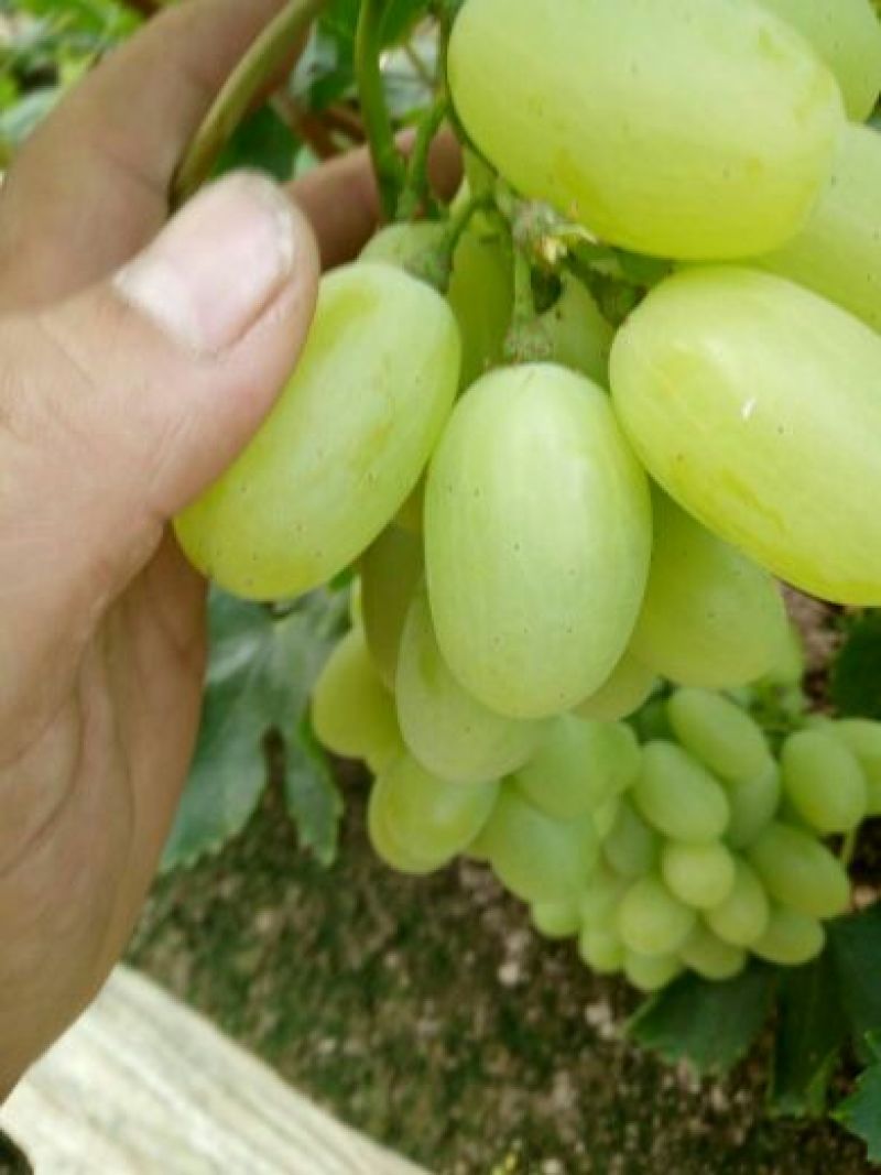 维多利亚葡萄1~2斤5%以下