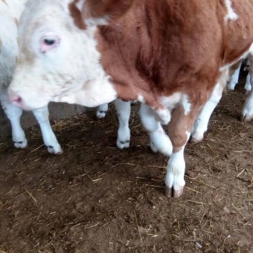 西门塔尔牛犊300~400kg
