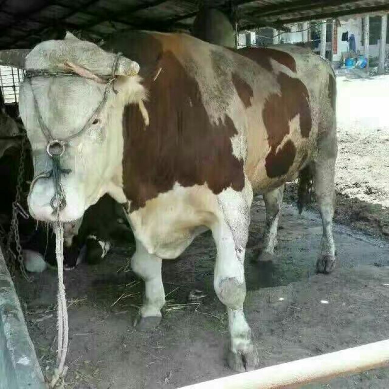 肉牛小牛苗，肉牛犊，育肥牛犊，黄牛犊全国包运货到付款