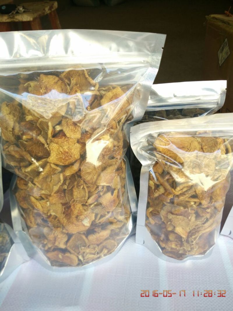 正宗东北特产精品滑子菇