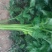 法国皇后芹菜50cm以上