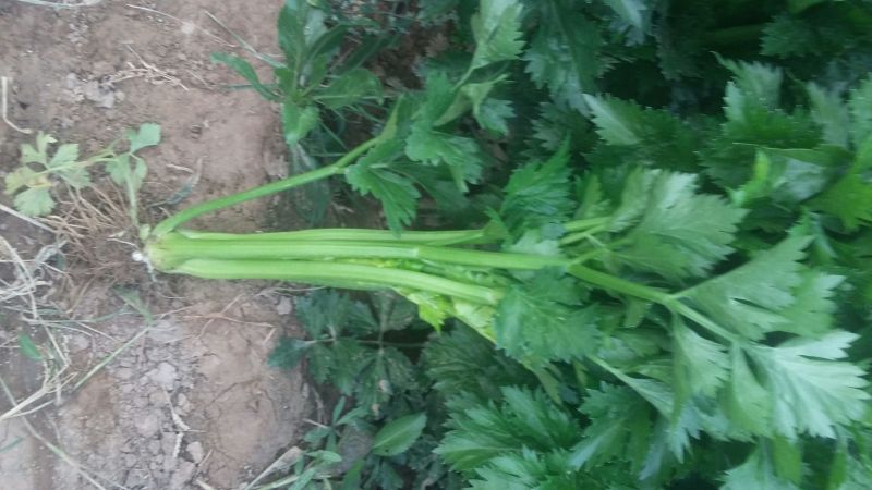 法国皇后芹菜50cm以上
