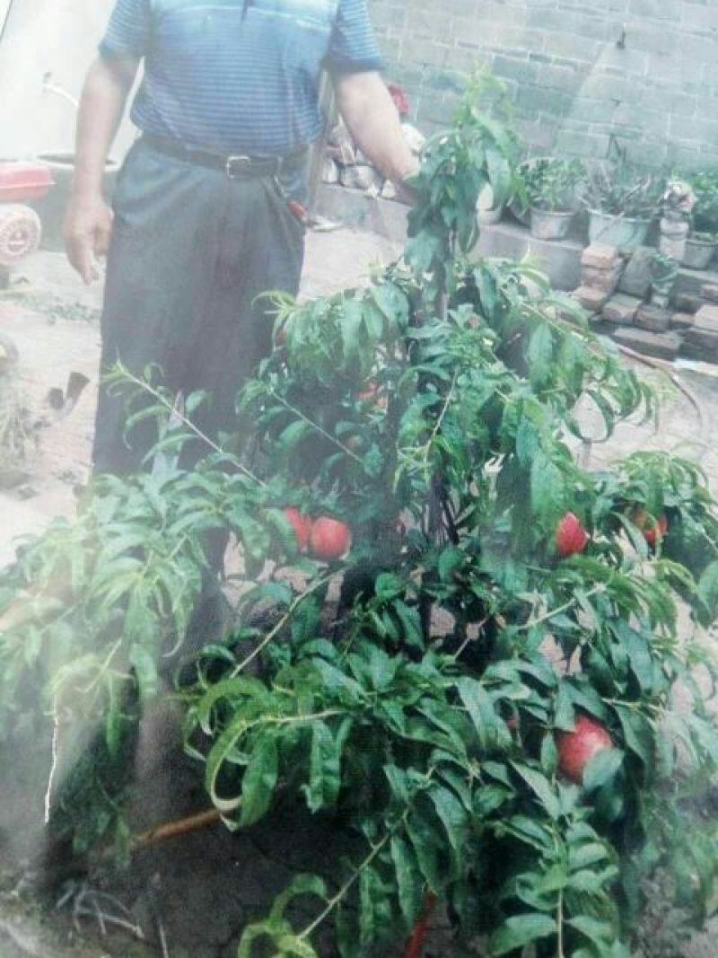 红不软桃树苗70~80cm