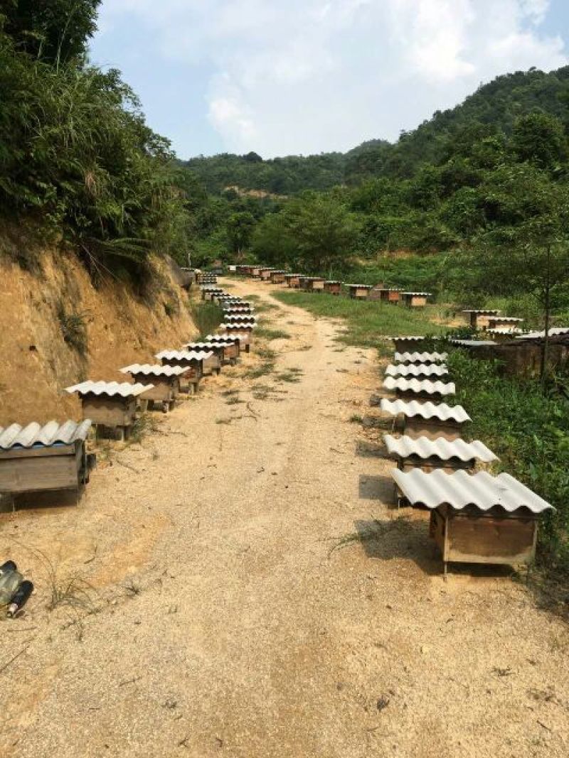 龙眼蜜2斤